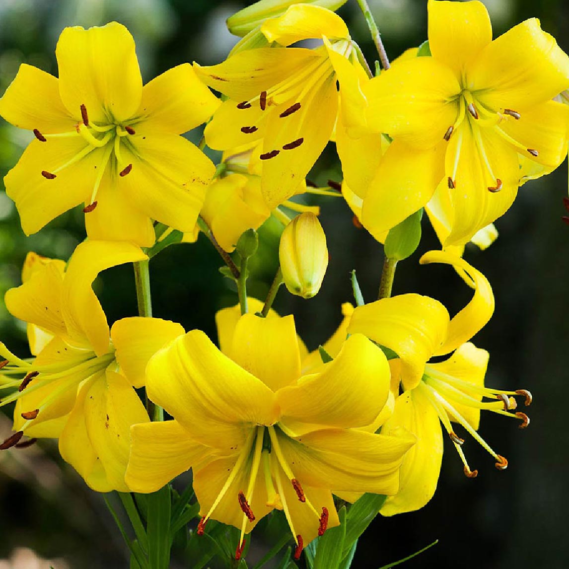 Lilium Pearl Melanie (3 Bulbs)