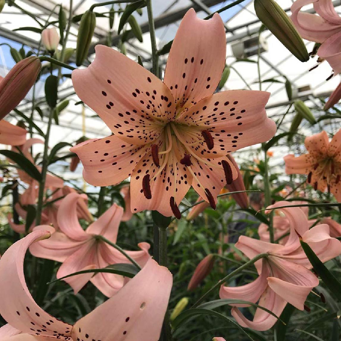 Lilium 'Pink Giant' (3 Bulbs)