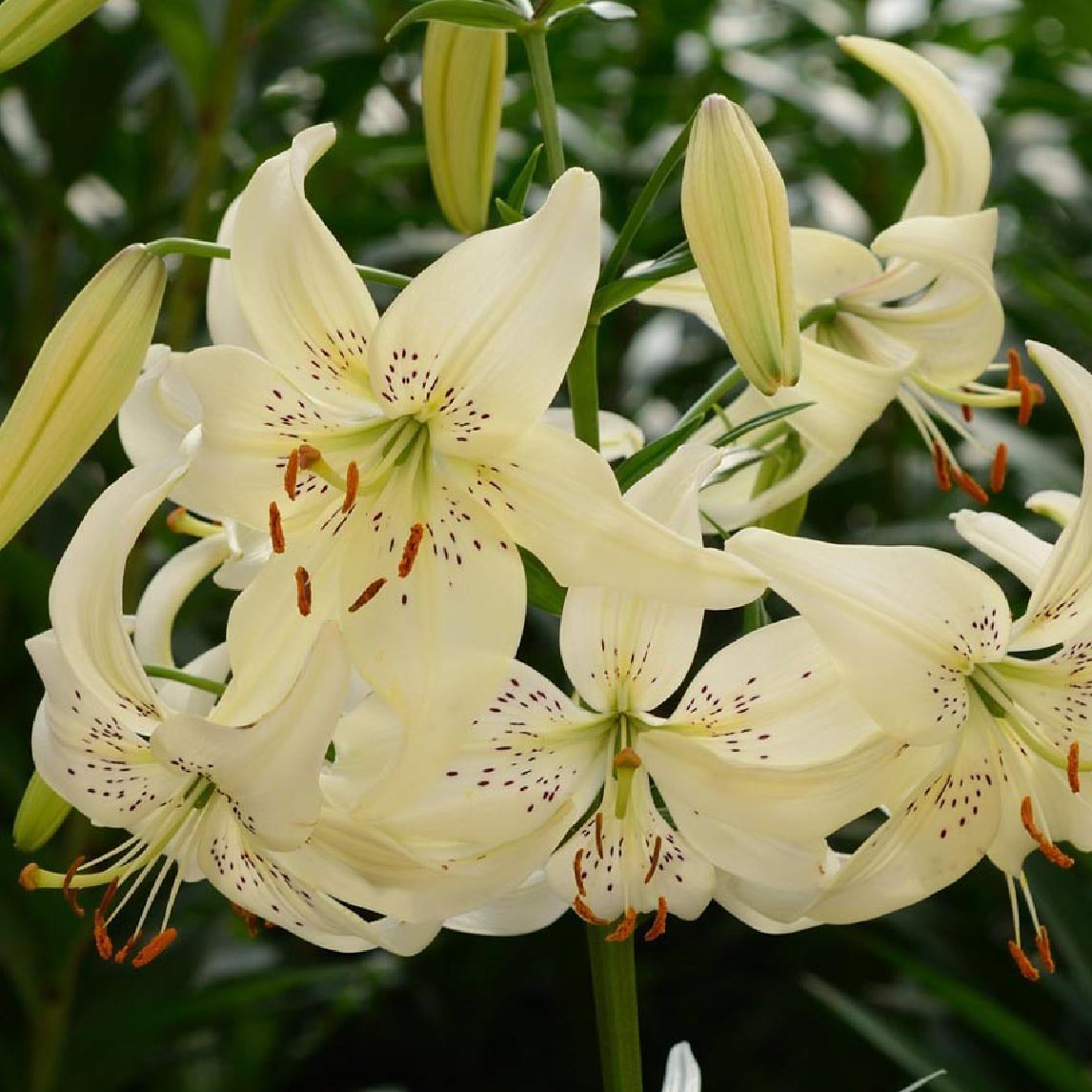 Lilium 'Sweet Surrender' (3 Bulbs)