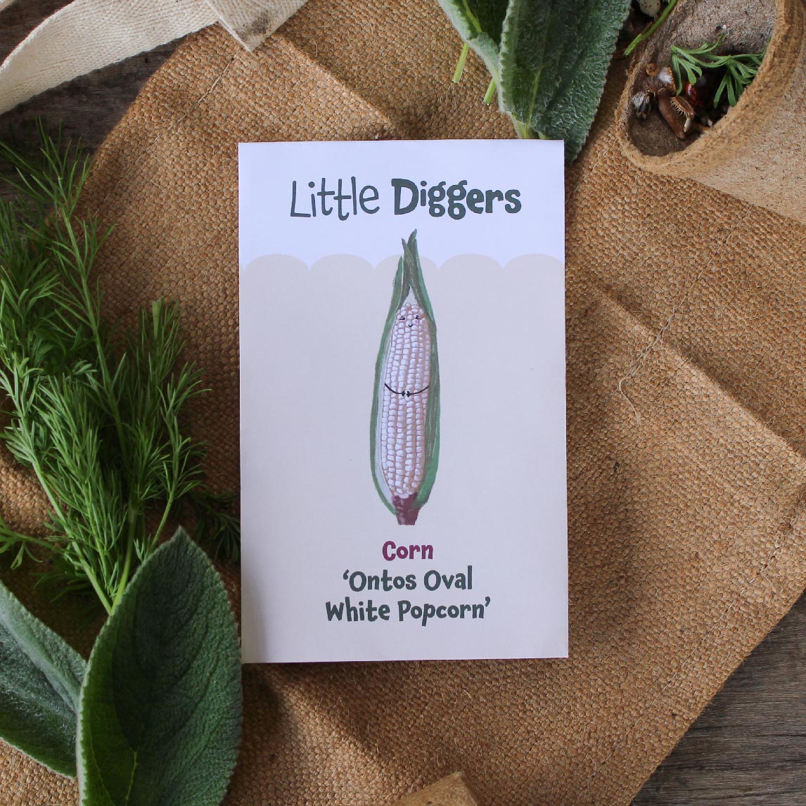 Little Diggers Corn 'Ontos Oval White Popcorn' (Organic)