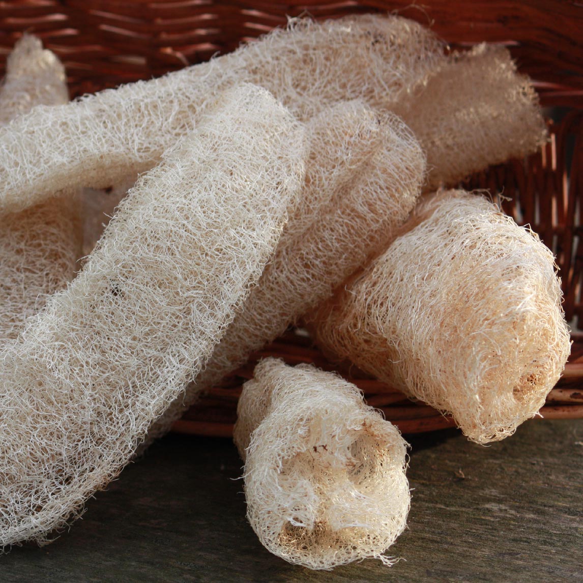 Loofah