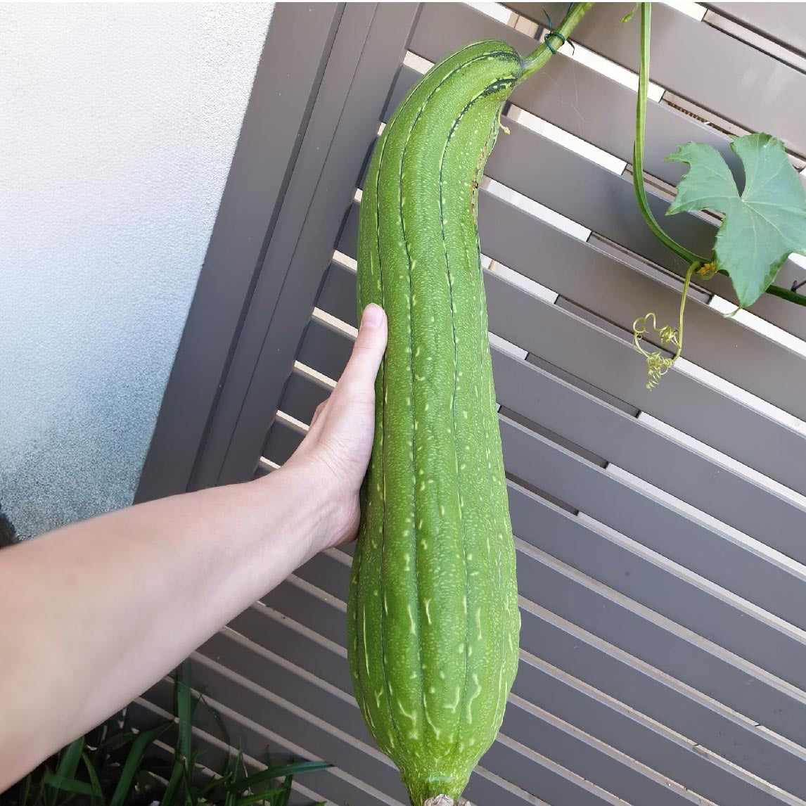 Loofah