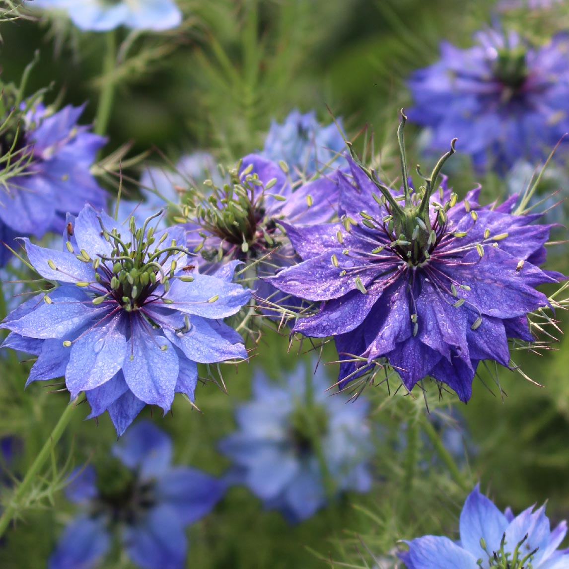 Love In A Mist 'Blue'