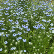 Love In A Mist 'Blue'