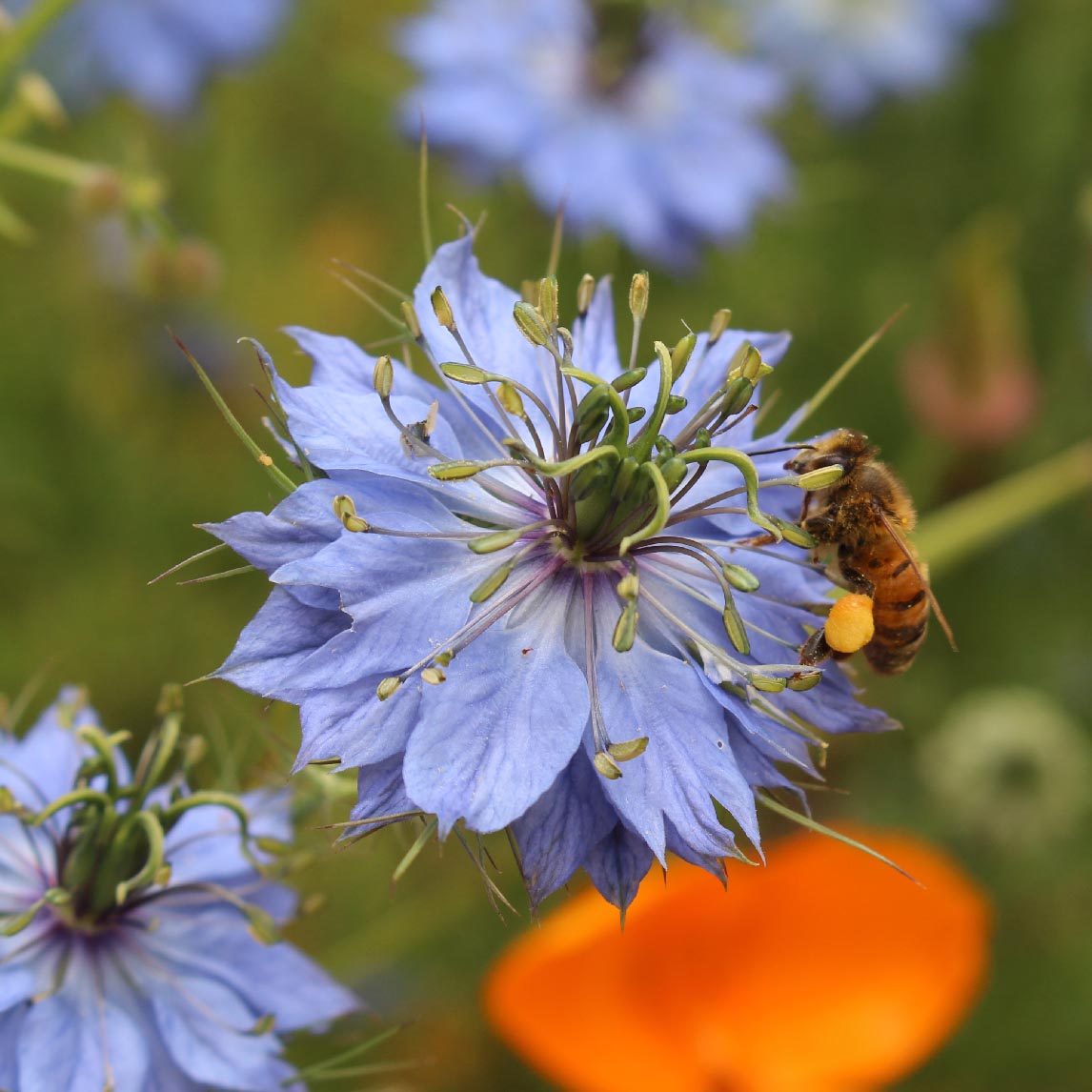 Seed Tin - 'Bee-food Mix'