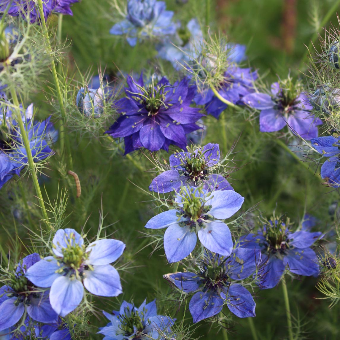Love In A Mist 'Blue'