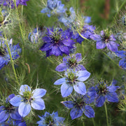 Love In A Mist 'Blue'