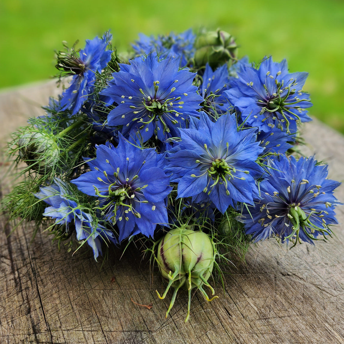 Love in a mist - Free Seed Offer