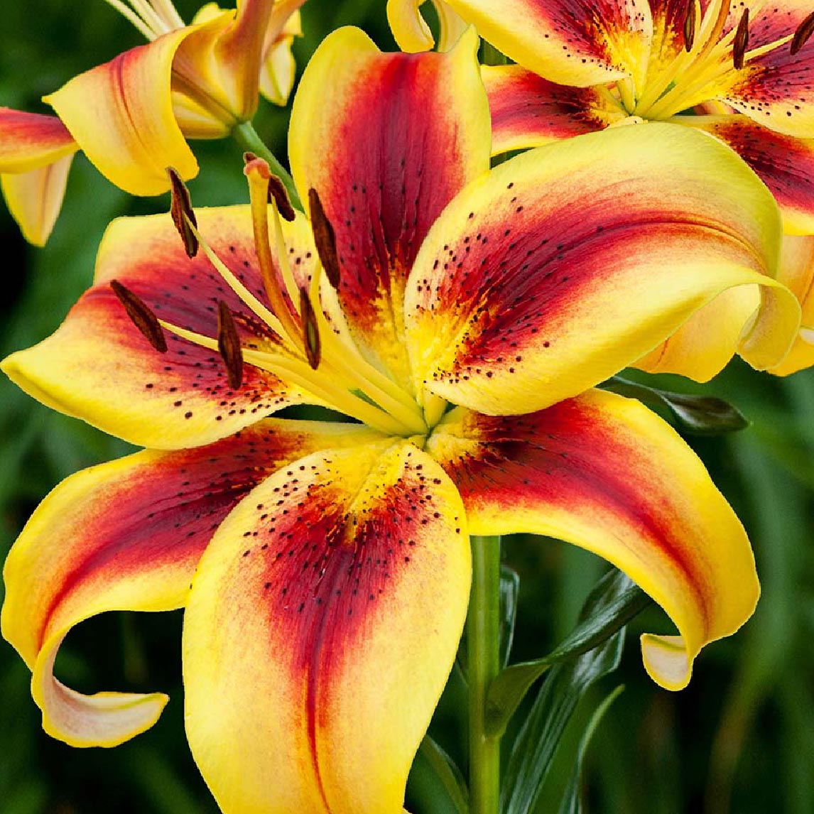 Lucky Dip Bulbs - Lilium Flowering Collection Only $25