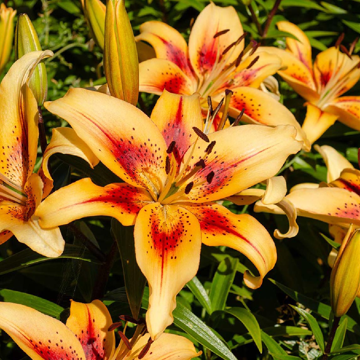 Lucky Dip Bulbs - Lilium Flowering Collection Only $25