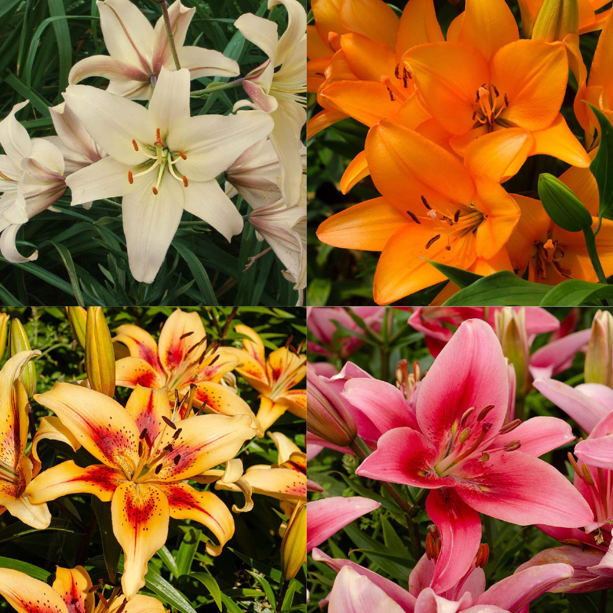 Lucky Dip Bulbs - Lilium Flowering Collection Only $25