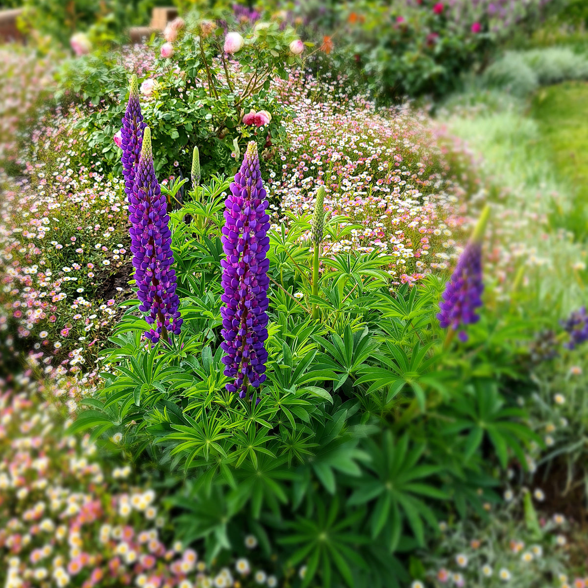 Russell Lupin &#39;Blue&#39;