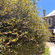 Maidenhair Vine