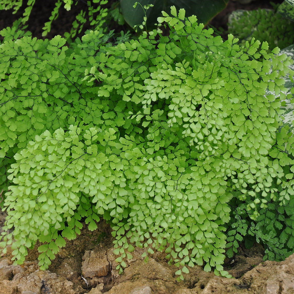 Maidenhair Fern