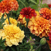 Marigold 'Strawberry Blonde'
