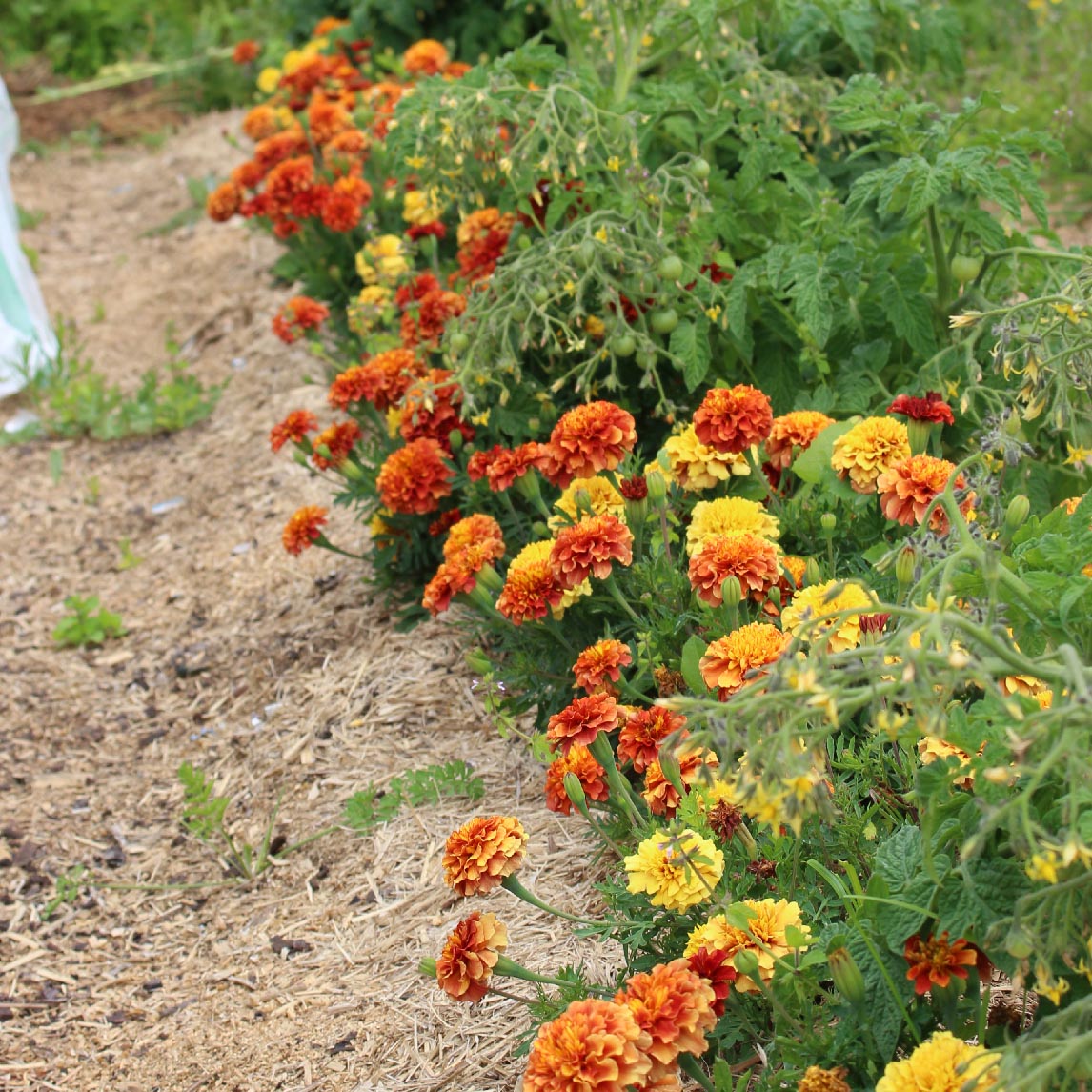 strawberry blond marigold seeds Marigold 'Strawberry Blonde'