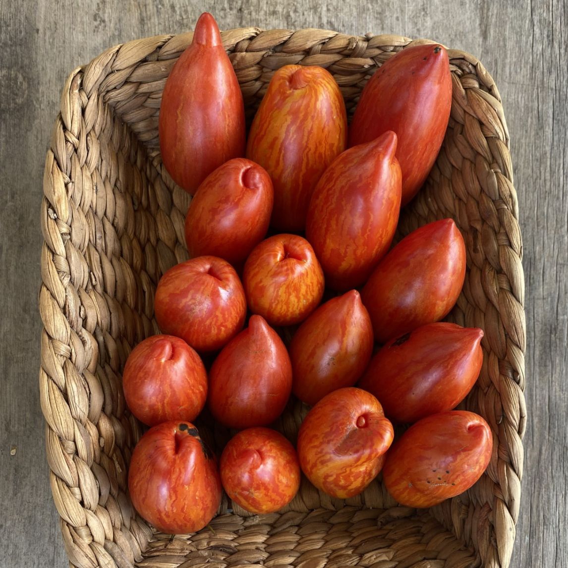 Tomato 'Marzano Fire' (Organic)
