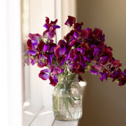 Sweet Pea 'Matucana'