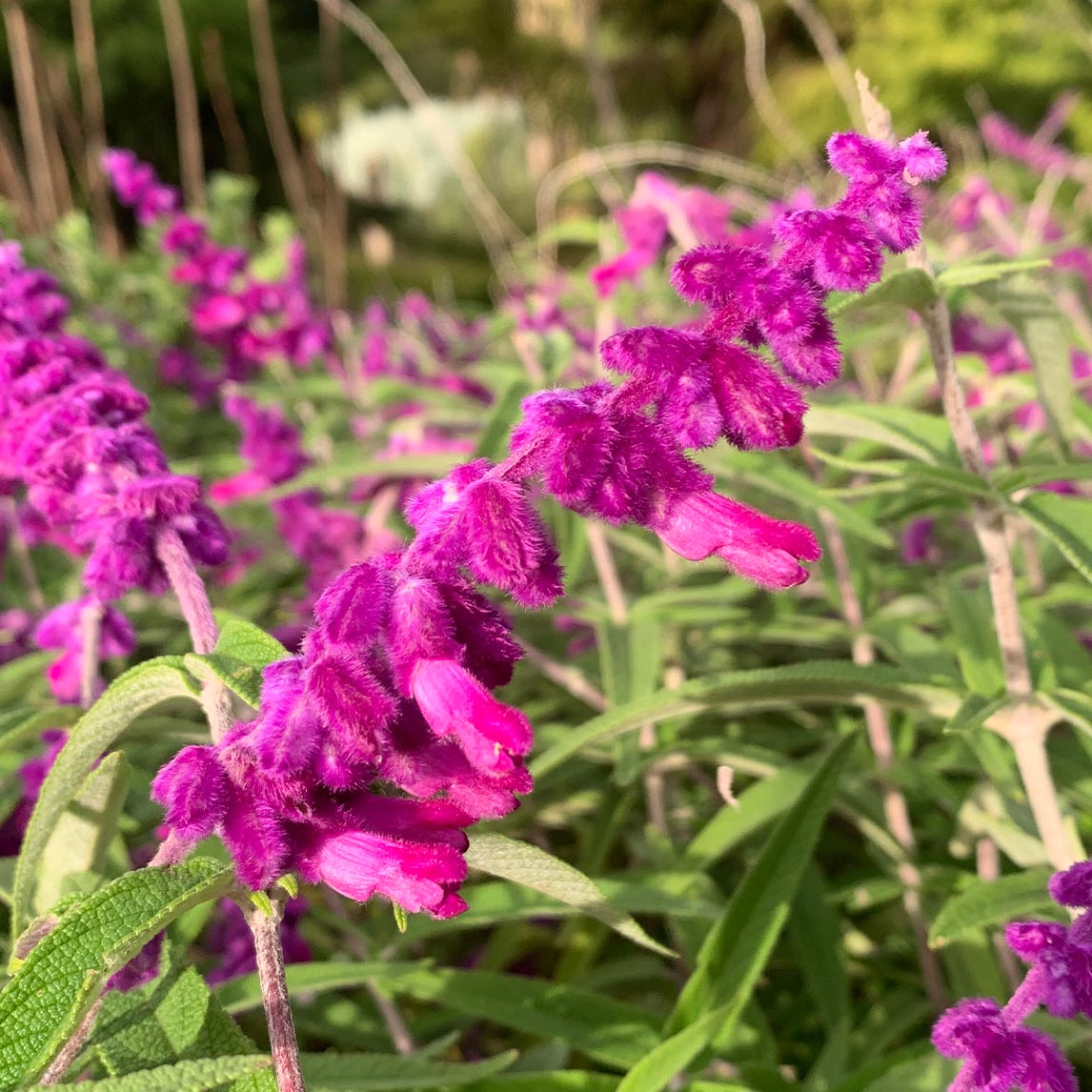 Mexican Sage