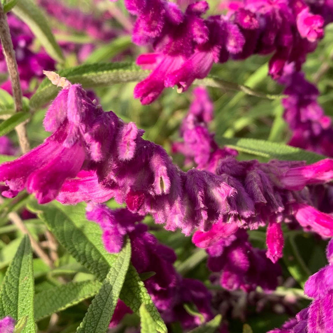 Mexican Sage