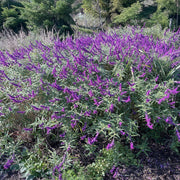 Mexican Sage