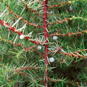 Juniper Berry