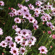 Moroccan Daisy