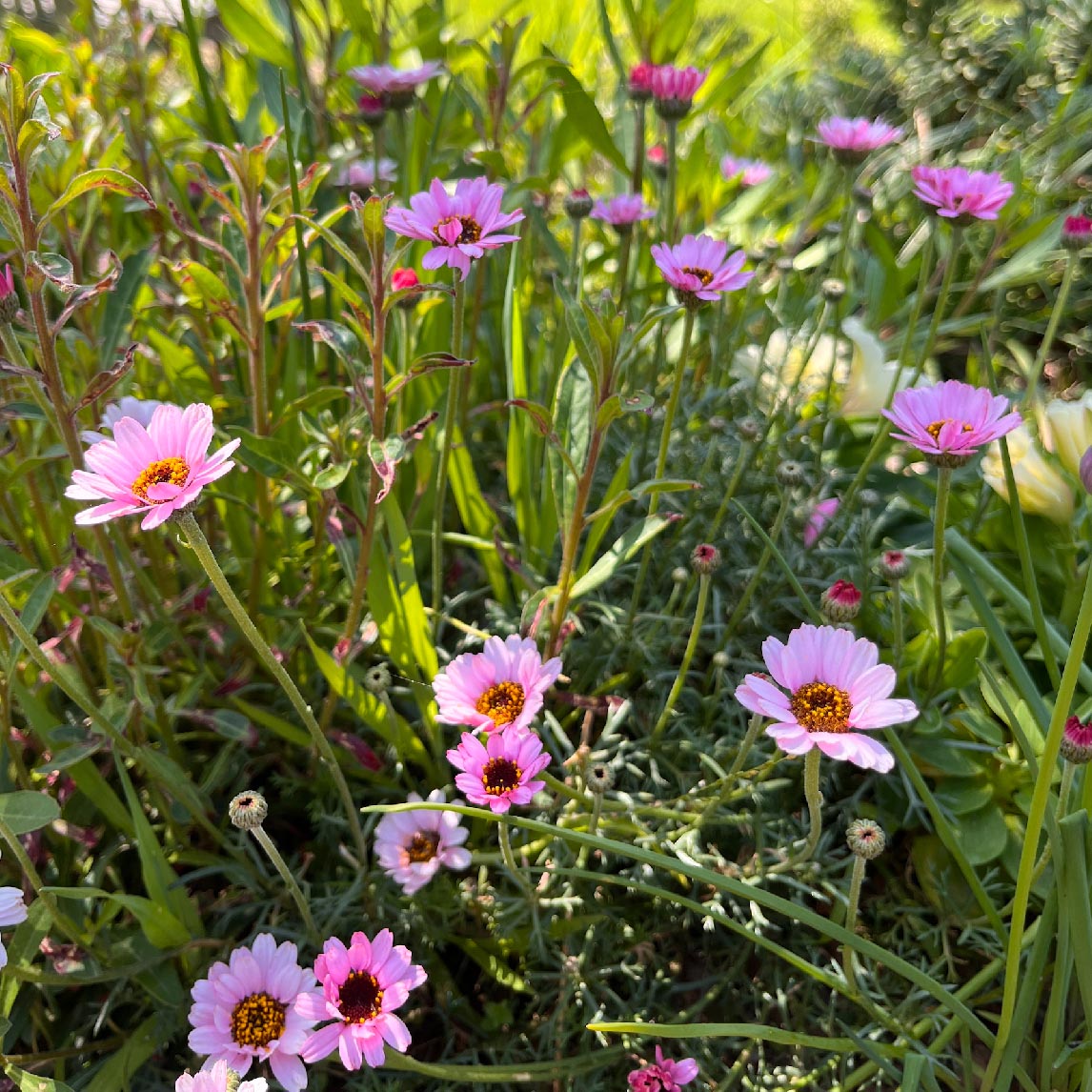 Moroccan Daisy