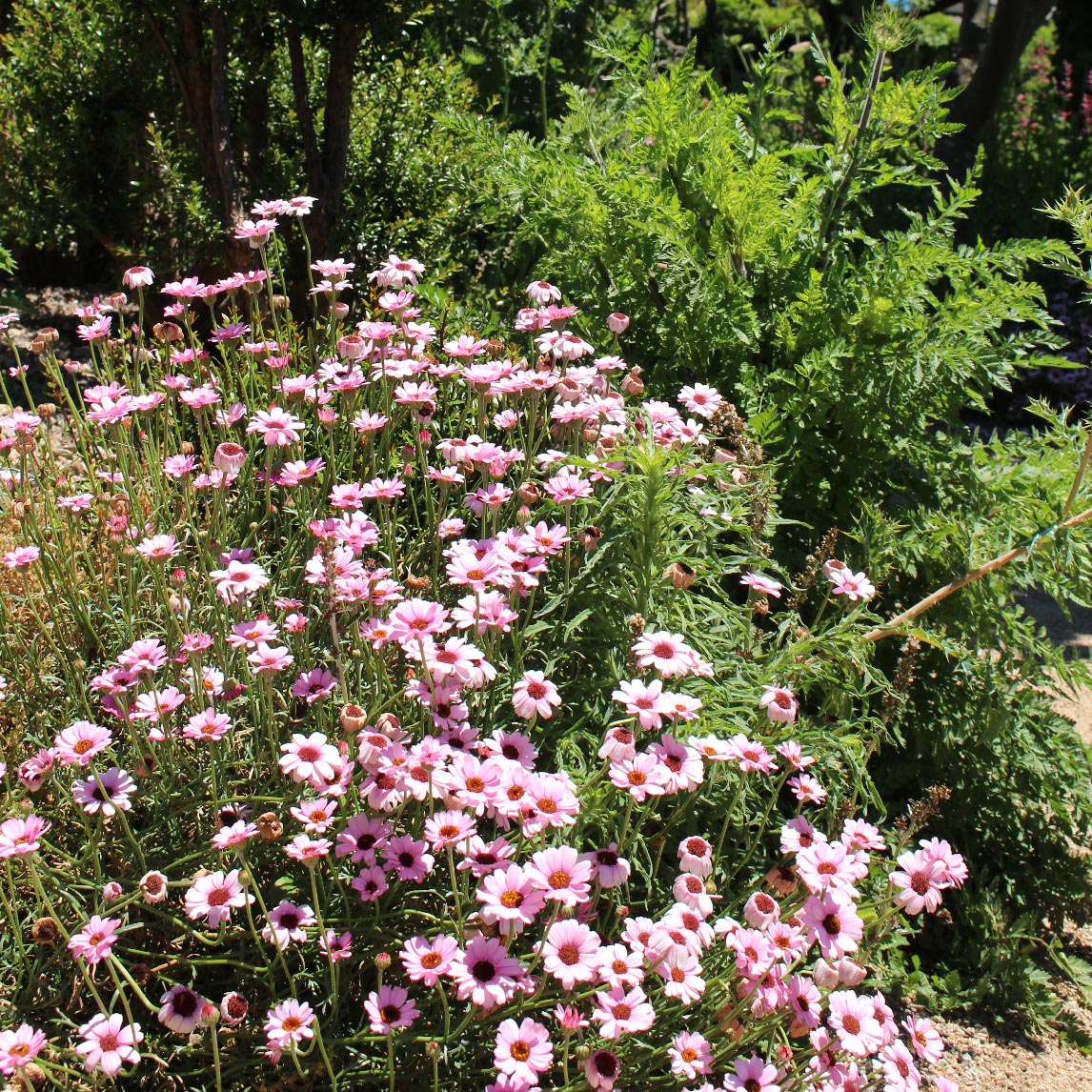 Moroccan Daisy