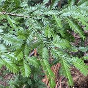 Mt Spurgeon Black Pine