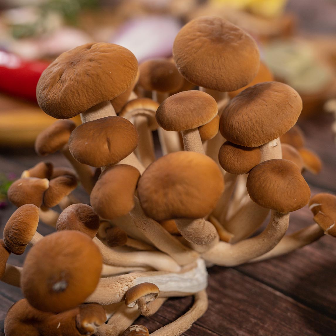 Mushroom Kit 'Pioppino'