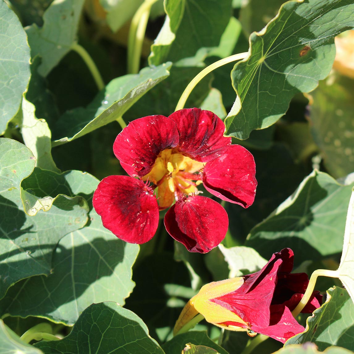 NASTURTIUM ‘BLACK VELVET’