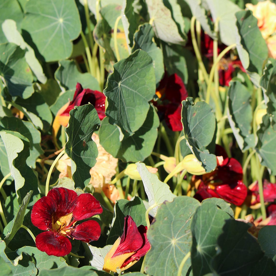 NASTURTIUM ‘BLACK VELVET’