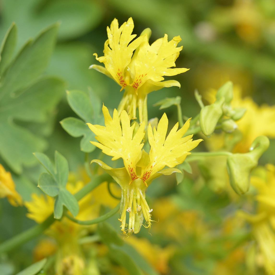 Nasturtium 'Canary Creeper'