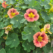 Nasturtium 'Purple Emperor'