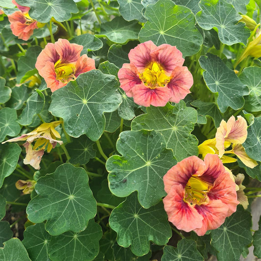 Nasturtium 'Purple Emperor'