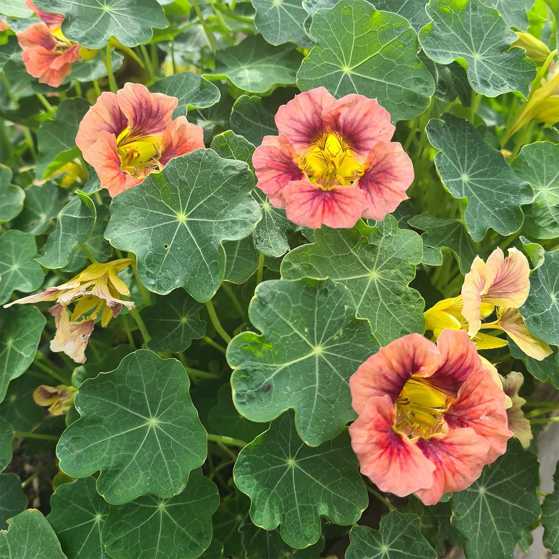 Nasturtium &#39;Purple Emperor&#39;