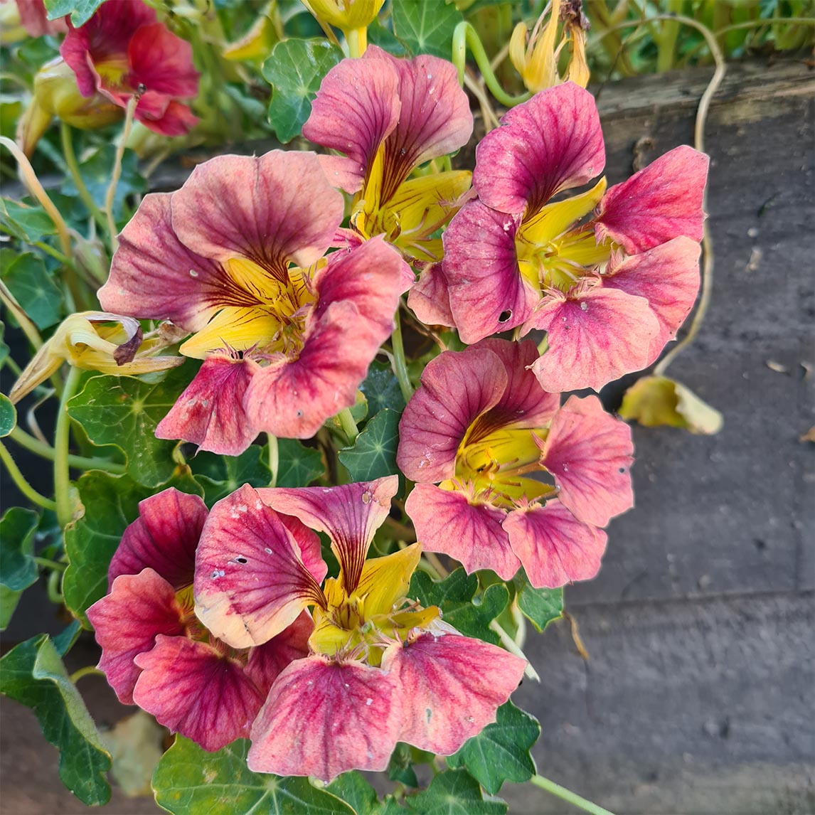 Nasturtium 'Purple Emperor'