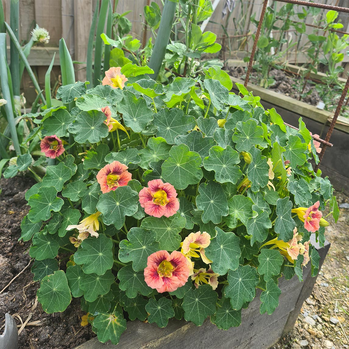 Nasturtium &#39;Purple Emperor&#39;