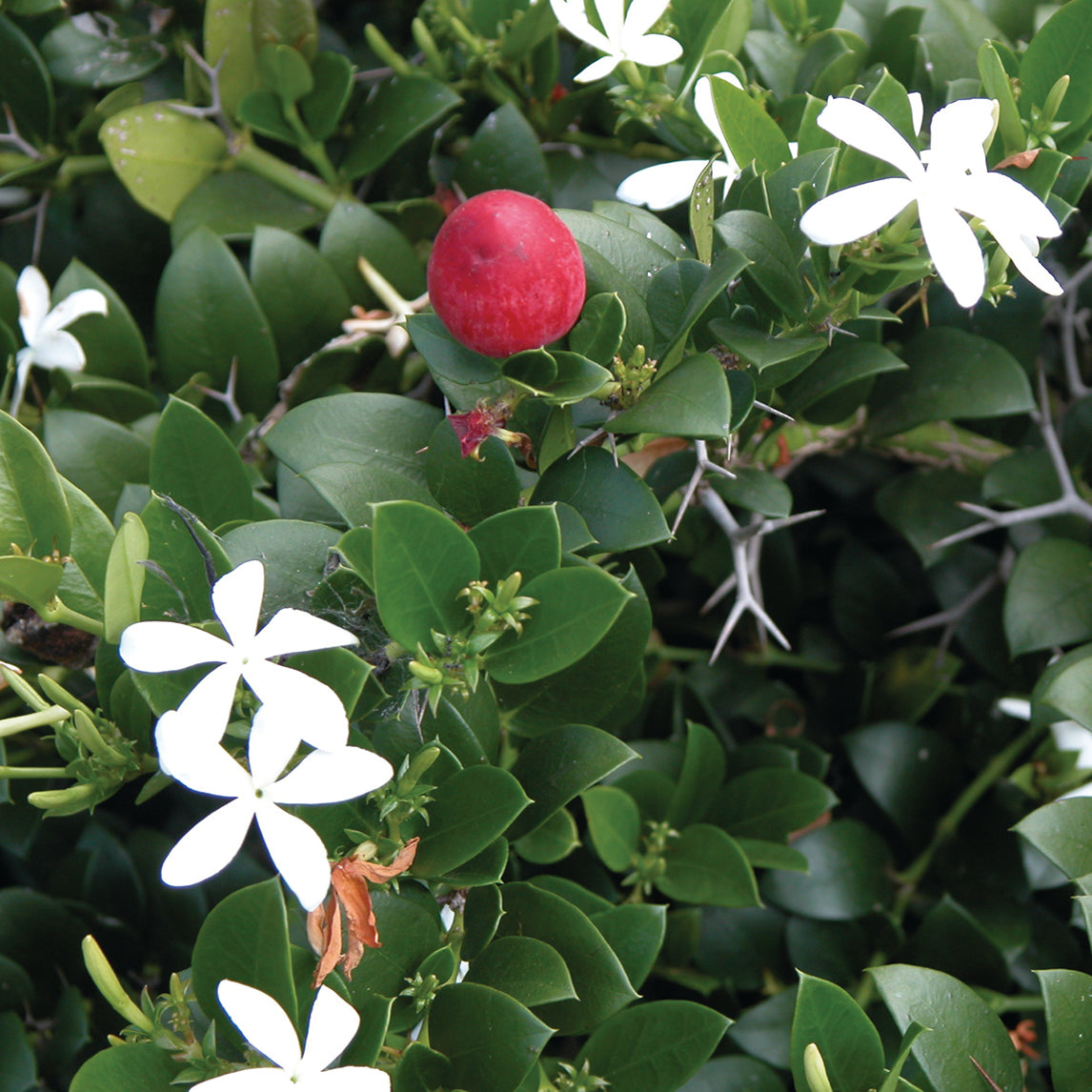 Natal Plum