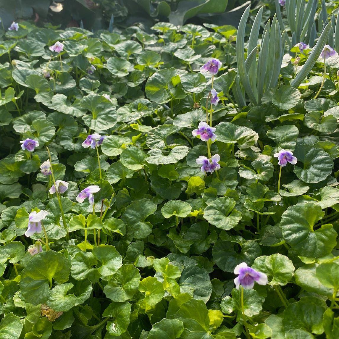 Native Violia Native Violet - The Diggers Club