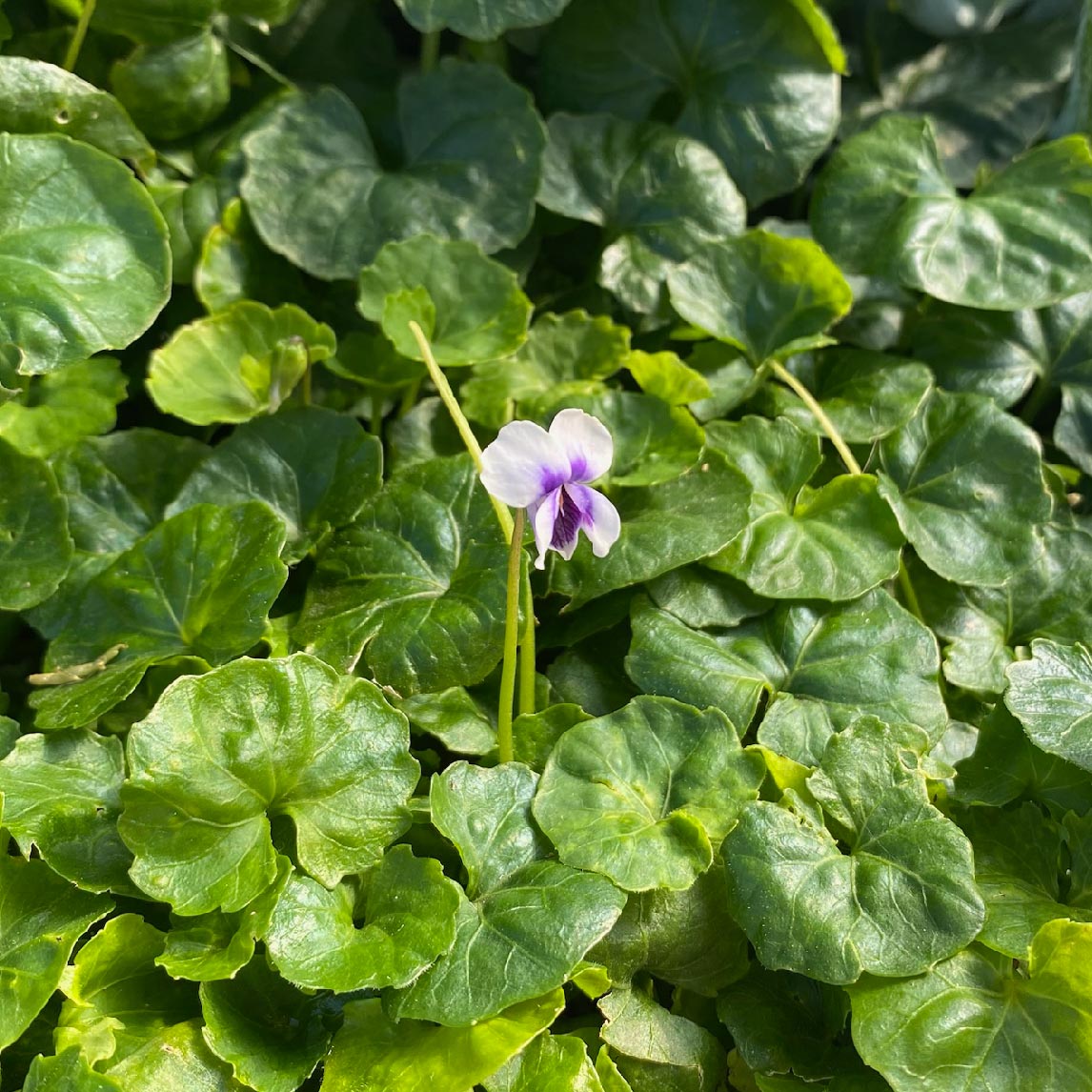 Native Violet - The Diggers Club