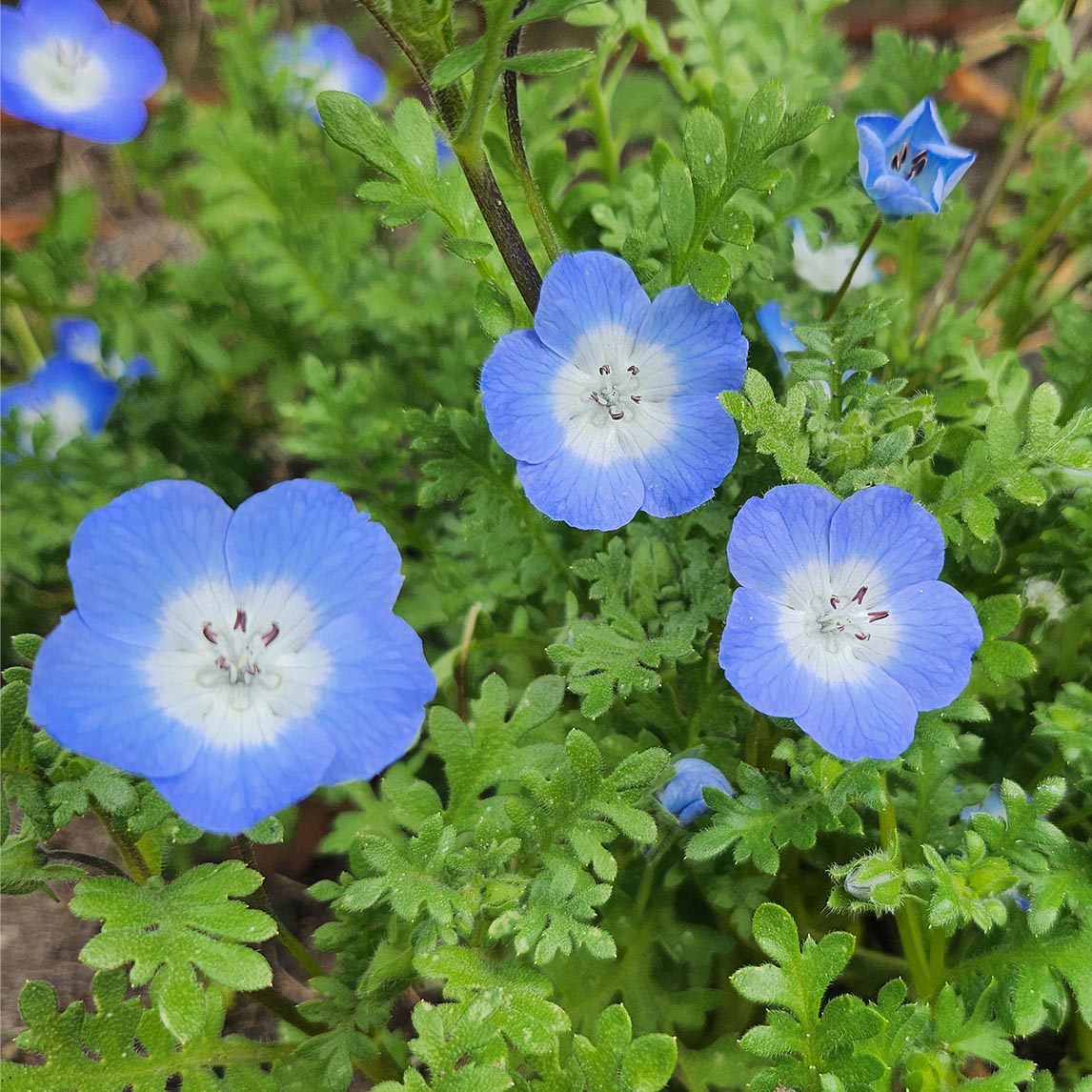 Nemophila 'Baby Blue Eyes'