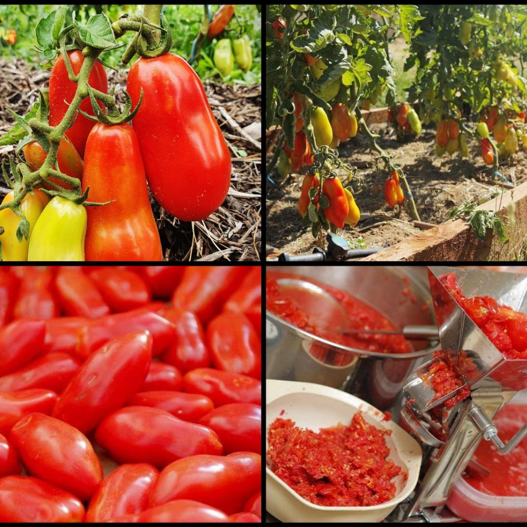 Tomato 'Rocco's' (Organic)