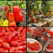 Tomato 'Rocco's' (Organic)