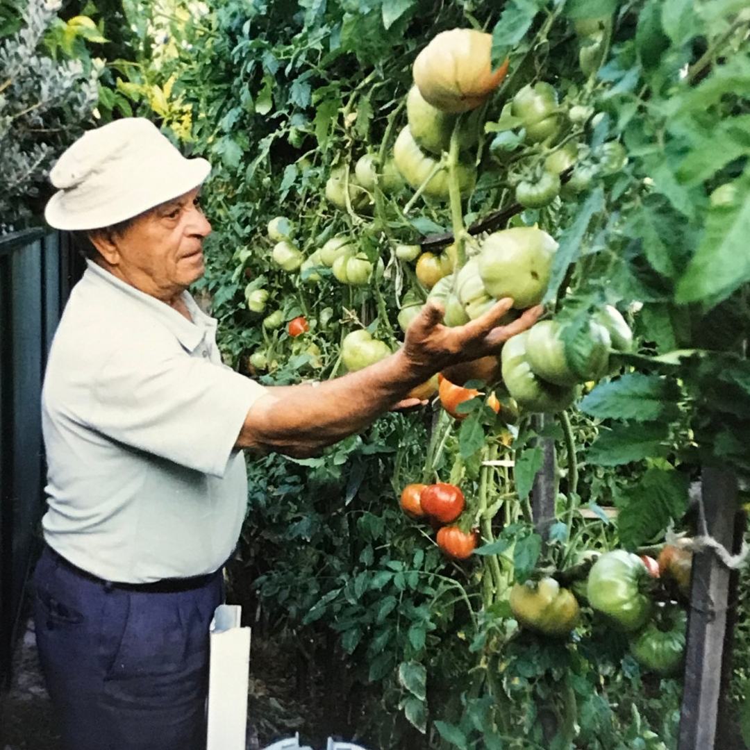 Tomato 'Rocco's' (Organic)