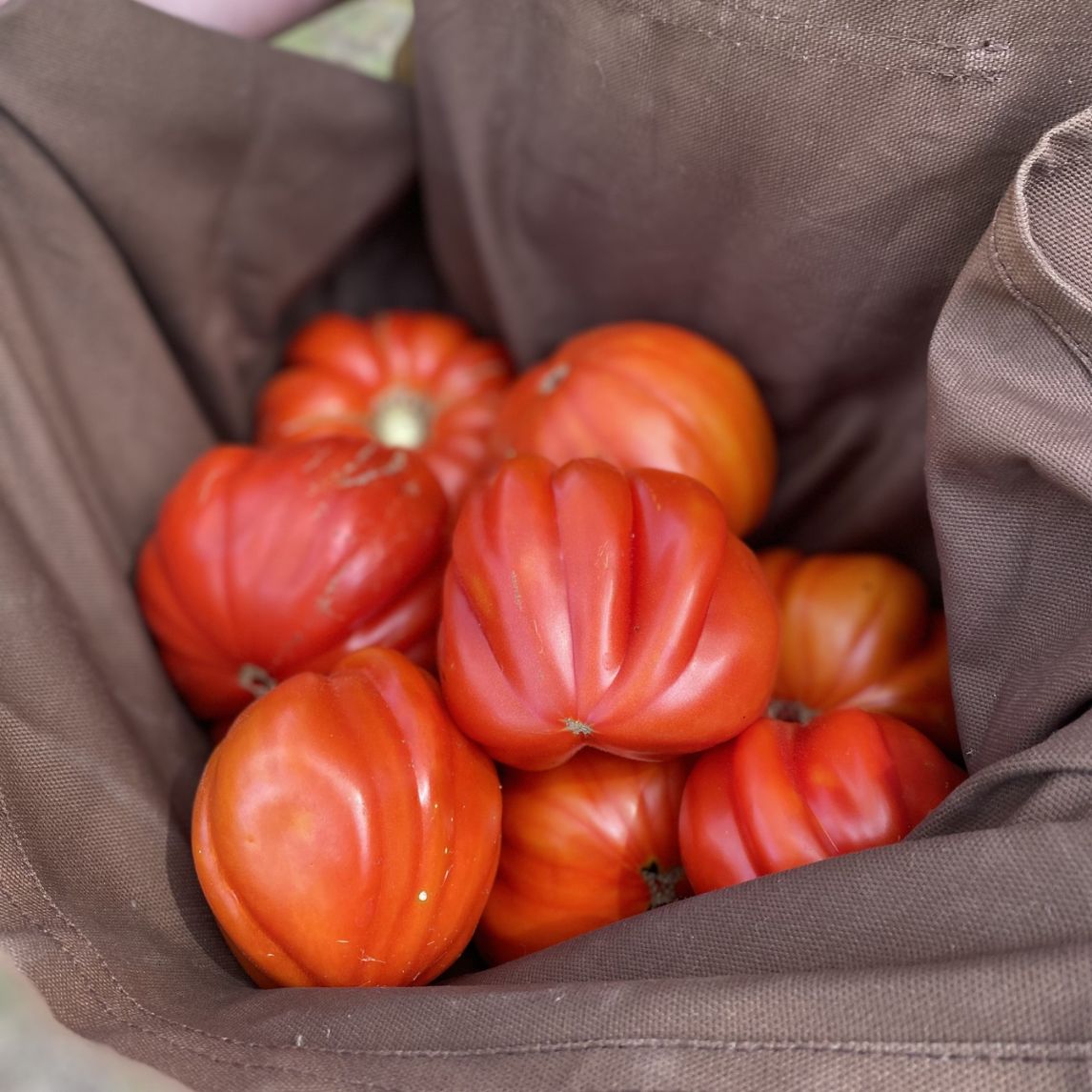 Tomato 'Nonna Peppina's' (Organic)