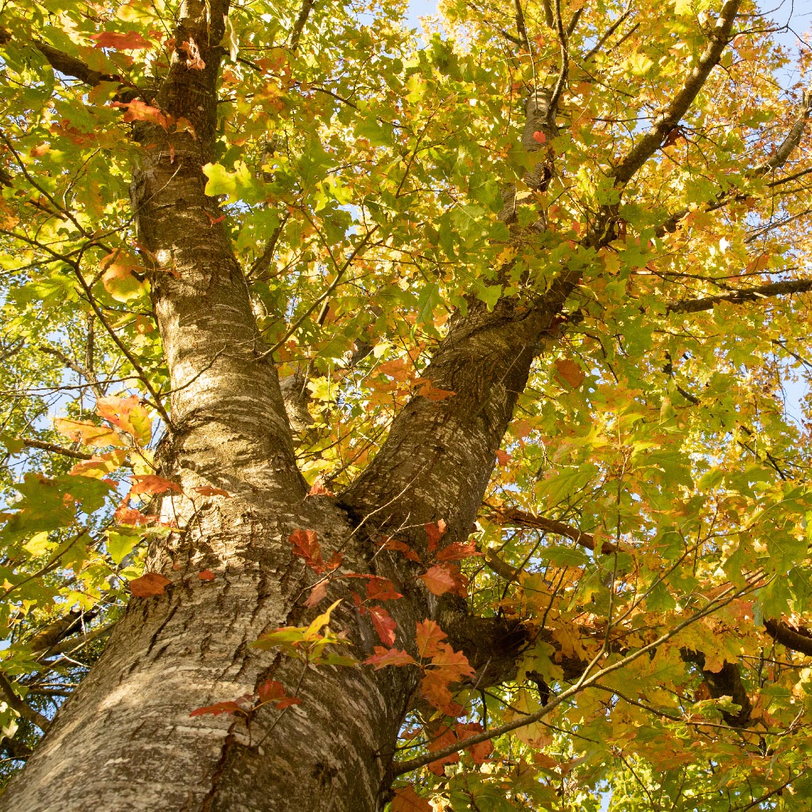 Northern Red Oak