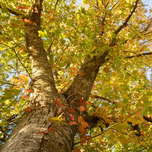 Northern Red Oak