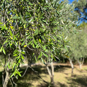 Olive 'Verdale'